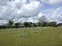 orchard1.jpg