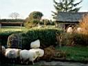 sheep_garden1.jpg