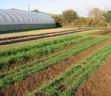 green manures: rye, vetch and Phacelia