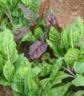 succulent multicoloured chard, a sort of beet