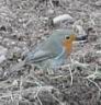 our friendly local polytunnel robin