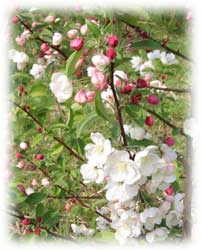apple blossom