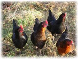hens scratching in the tunnel field