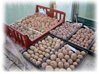 potatoes chitting in tunnel