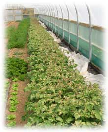 potatoes damaged  by late frost in polytunnel