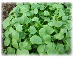 winter purslane