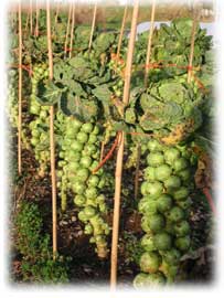 sprouts