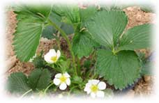 strawberries in polytunnel
