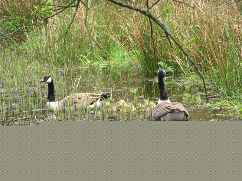 Canada geese