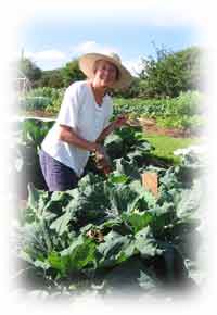 Val tending our cabbages