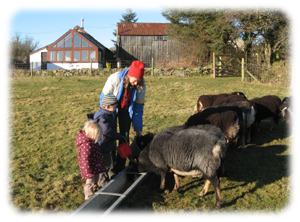 Children help with feeding sheep