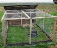 duck house with ducks