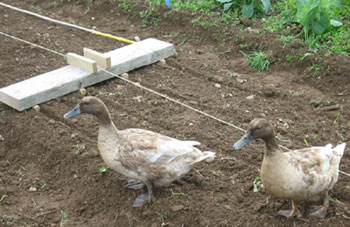 Mur Crusto ducks and row-marker on raised bed