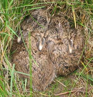 baby hares (leveretts) which lived in the long grass of our orchard until mother moved them