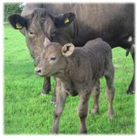 bull calf