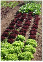 varieties of lettuce