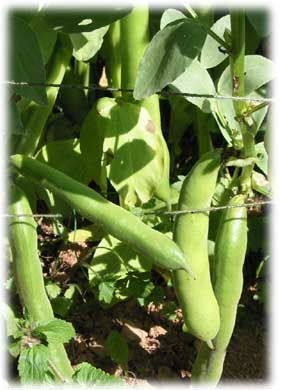 broad beans