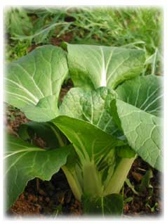 pak choi