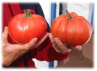 tomato giants